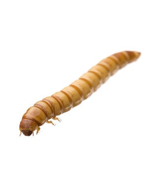 Mealworms