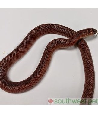 Blaze Phase Blotched Kingsnake