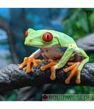 Red Eye Tree Frog