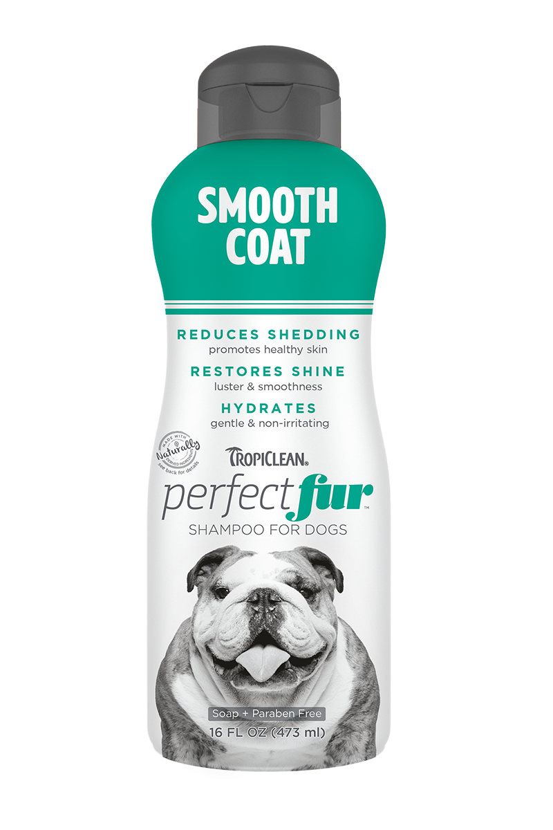 head and shoulders dog