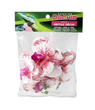 Pangea Hanging Orchid - White