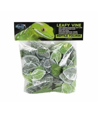 Pangea Leafy Vine Fittonia - 6'