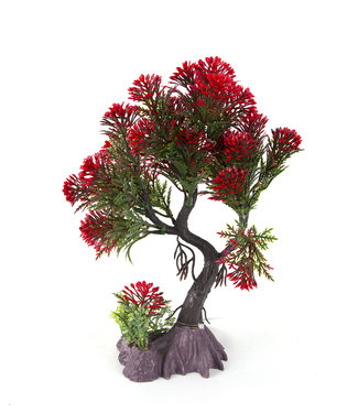 Bonsai - Red Pine 8in