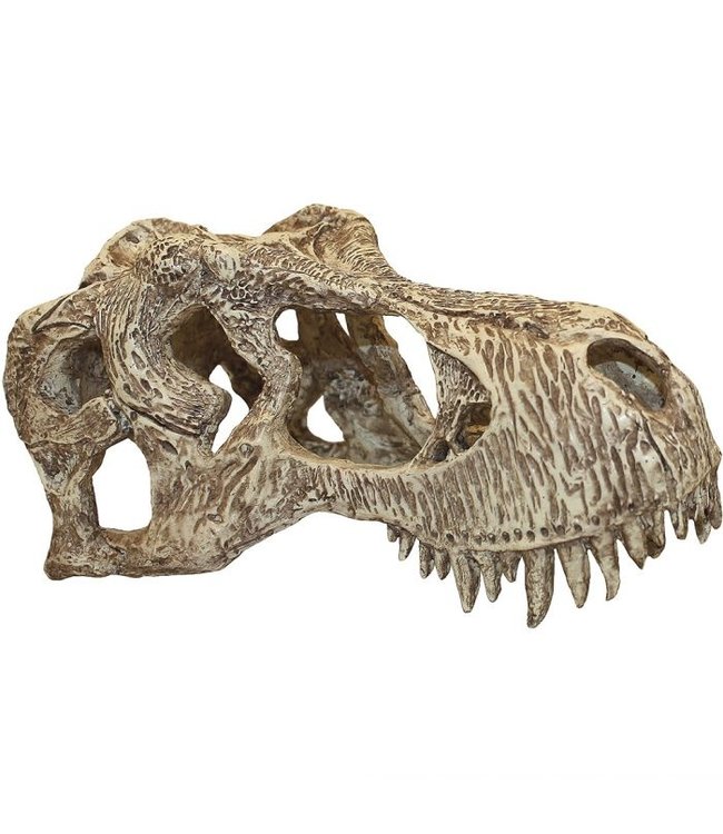 Komodo T-Rex Skull X-Large 26cm 11xm x 13cm