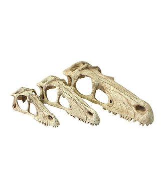 Komodo Raptor Skull 24cm x 8cm x 9cm