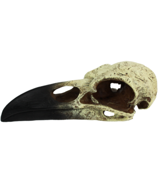 Komodo Raven Skull Medium