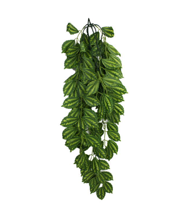 Komodo Climbing Plant Two Tone Leaf