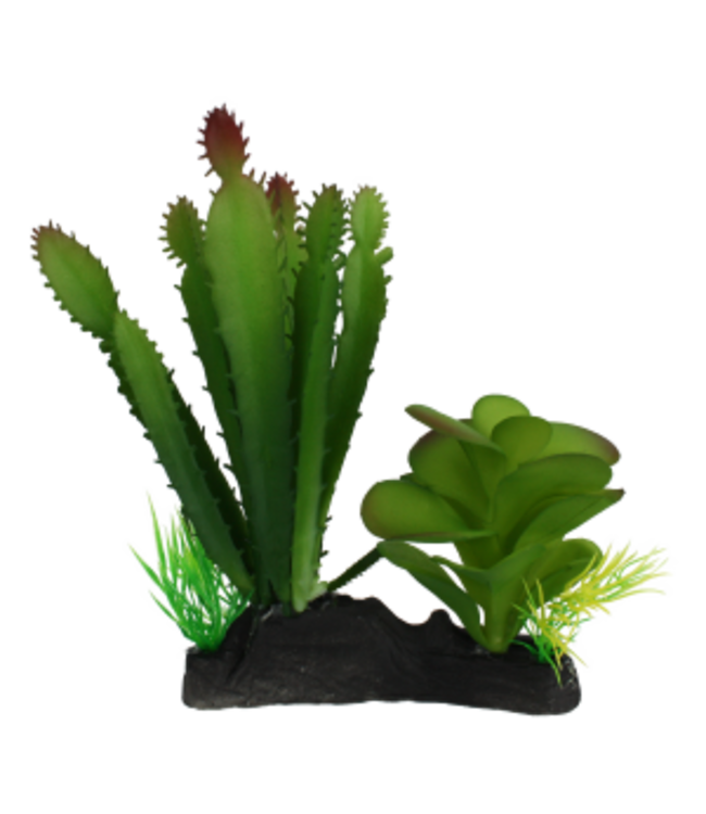 Komodo Komodo Cactus and Succulent Plant Decor with Natural Looking Rock Weighted Base - 6.4 in  Tall