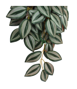 Komodo Zebrina Climbing Plant