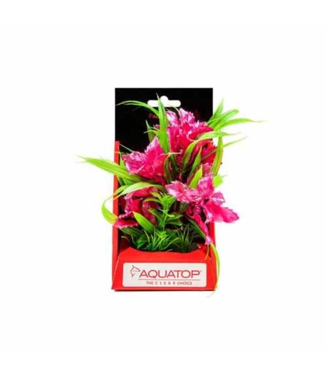 Aquatop Boxed Vibrant Passion Rose 6 inch Weighed Base Plant