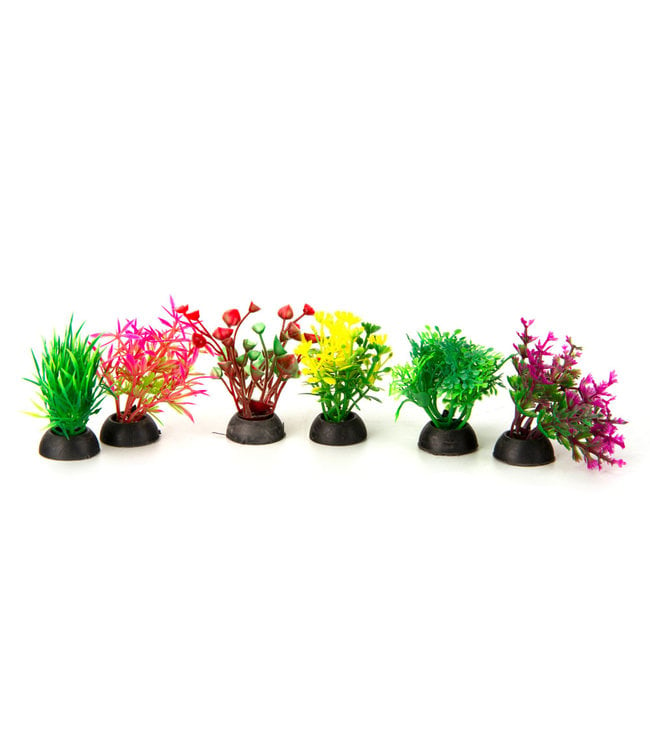 Aqua-Fit Assorted Plastic Plant 6pk 2in