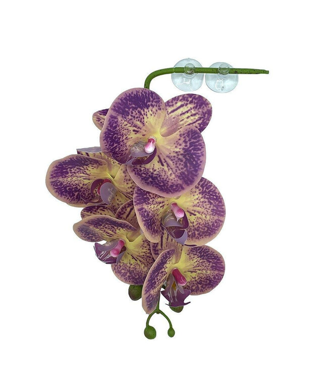 Pangea Hanging Orchid Purple/Yellow