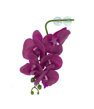 Pangea Hanging Orchids Purple