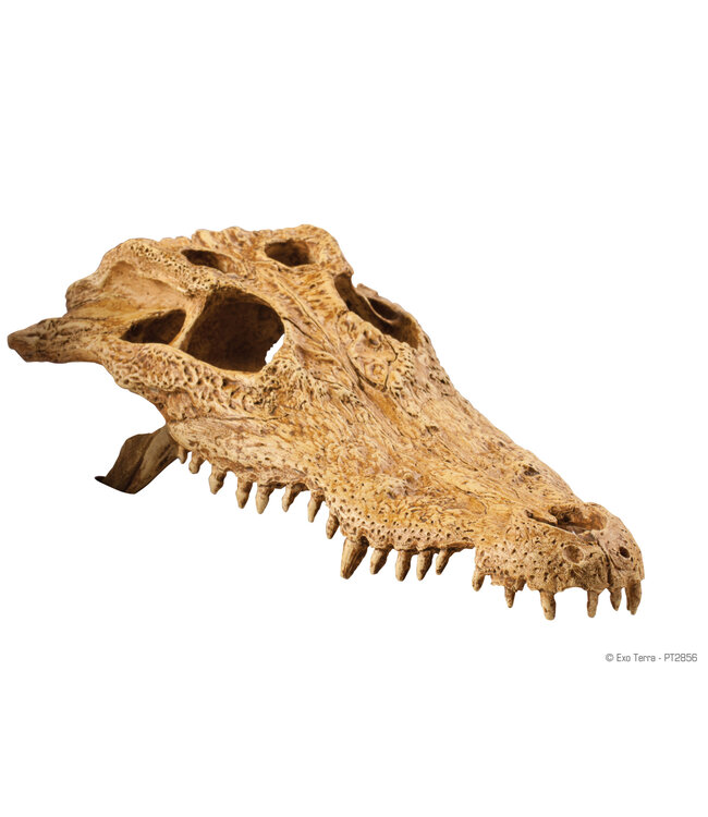 Exo Terra Crocodile Skull