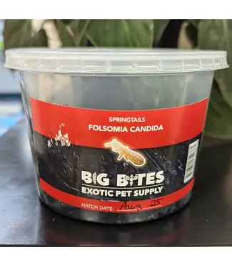 Big Bites Springtails Culture (Folsoma candida)