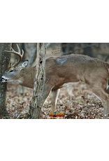 NICE TARGETS NICE TARGETS DEER FRONT TREE BUCK