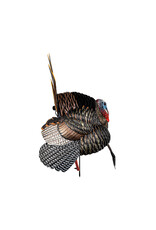 AVIAN-X AVIAN X HDR STRUTTER