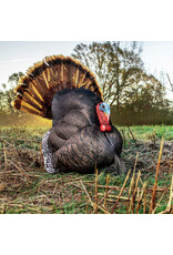 PRIMOS PRIMOS PHOTOFORM STRUTTER