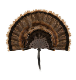 ALLEN ALLEN EZ MOUNT TURKEY FAN DISPLAY