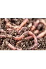 EASTHILL OUTDOORS WORMS