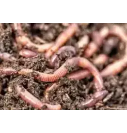 EASTHILL OUTDOORS WORMS