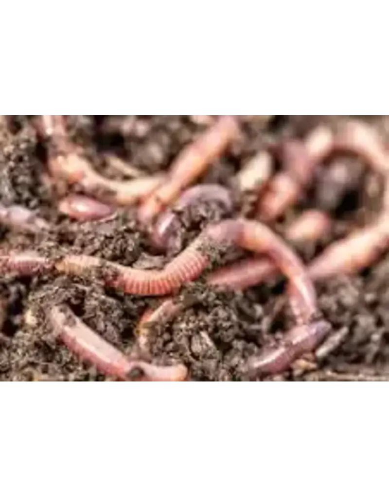 EASTHILL OUTDOORS WORMS