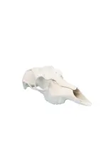 ILLUSION ILLUSION SKULL MASTER RECORD KEEPER DEER SKULL MOUNTING KIT