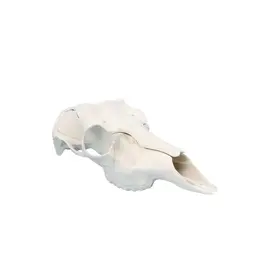 ILLUSION ILLUSION SKULL MASTER RECORD KEEPER DEER SKULL MOUNTING KIT