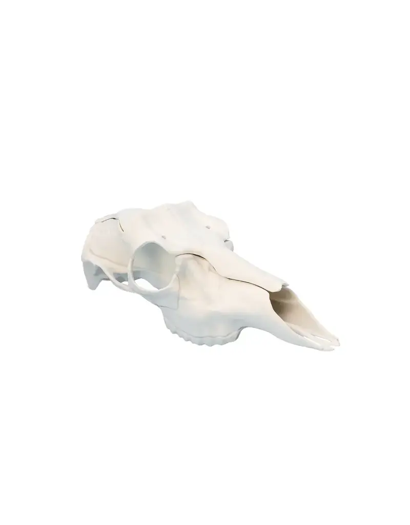 ILLUSION ILLUSION SKULL MASTER RECORD KEEPER DEER SKULL MOUNTING KIT