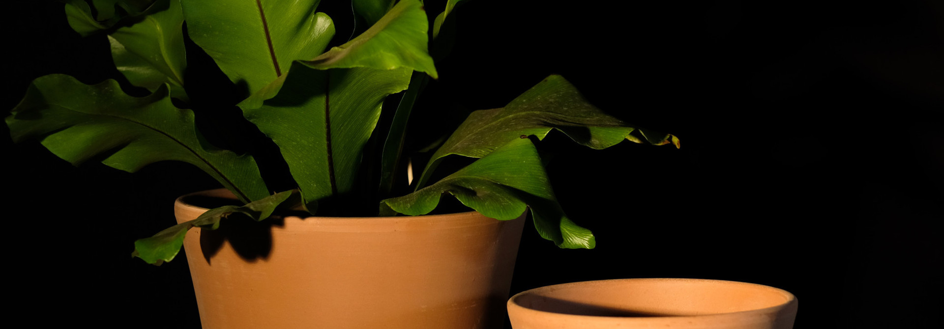 Vase Cono Blanchie (pot)