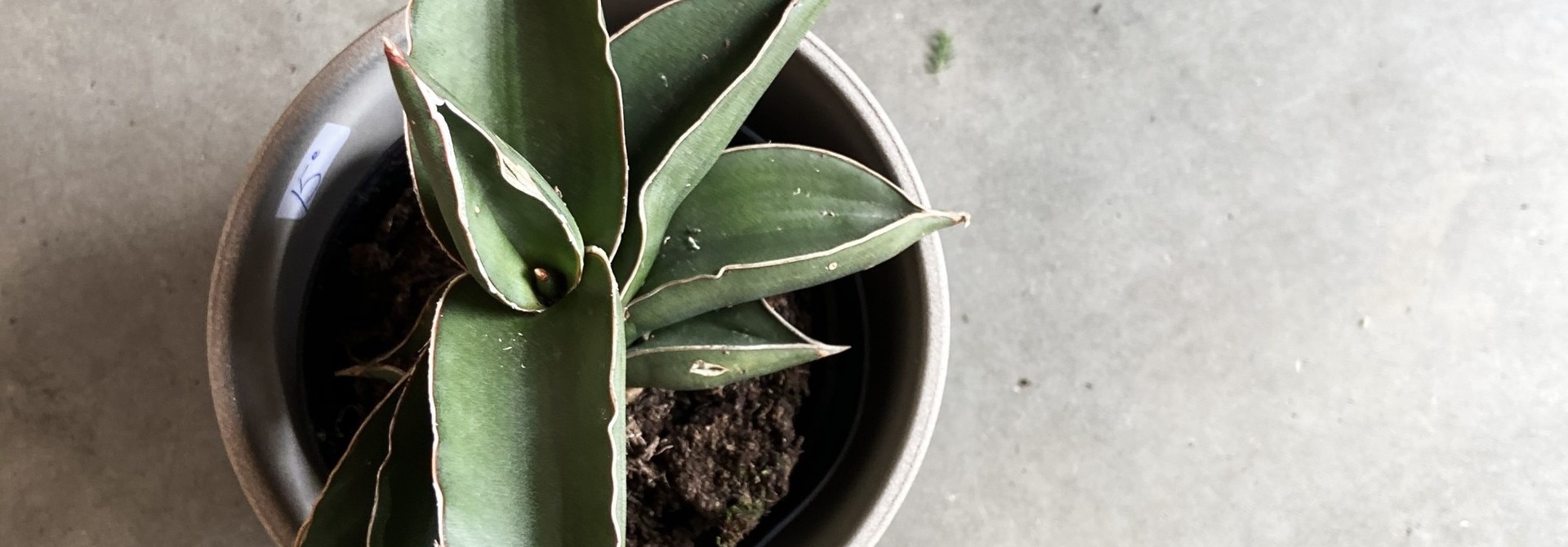 Sansevieria samurai