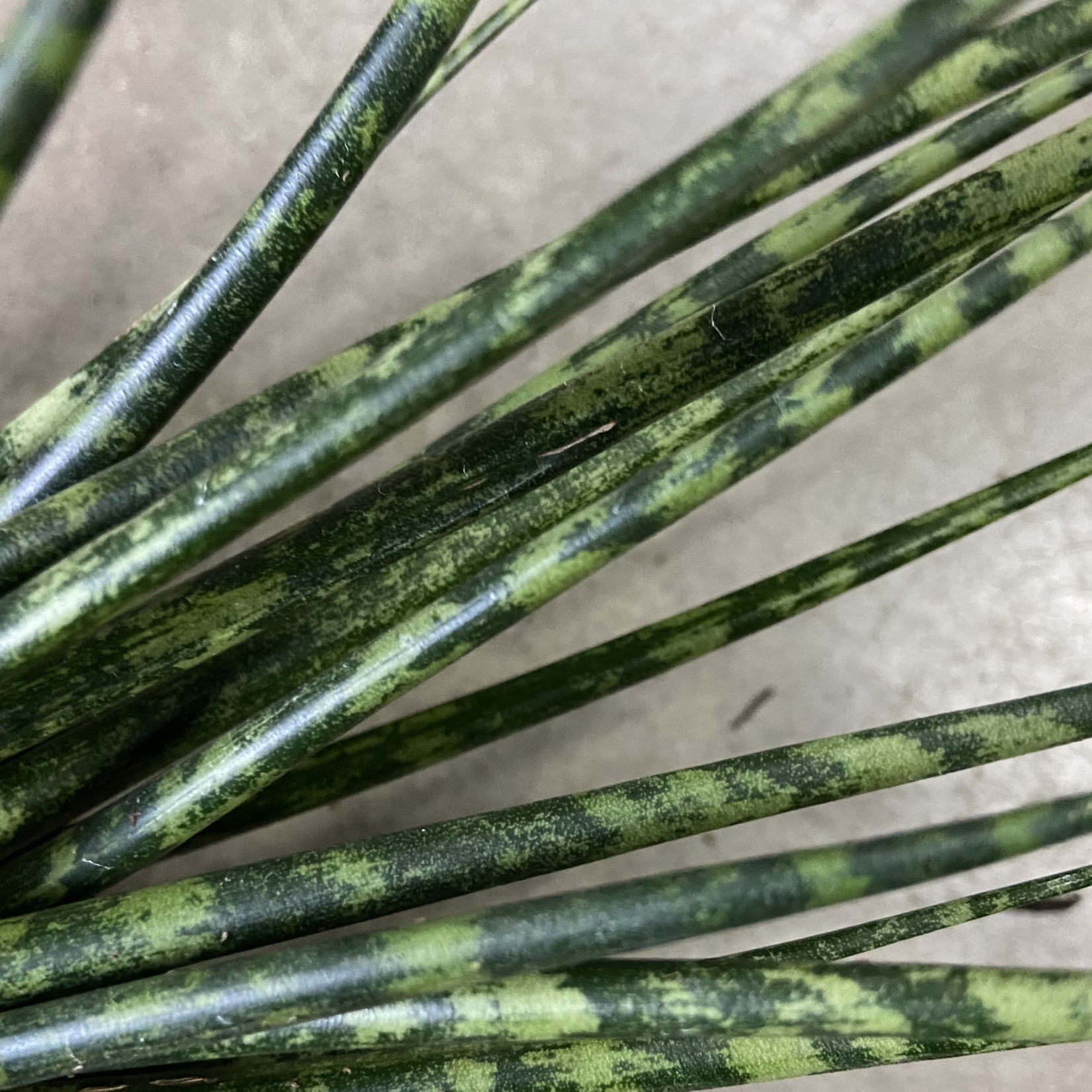 Sansevieria Fernwood Mikado