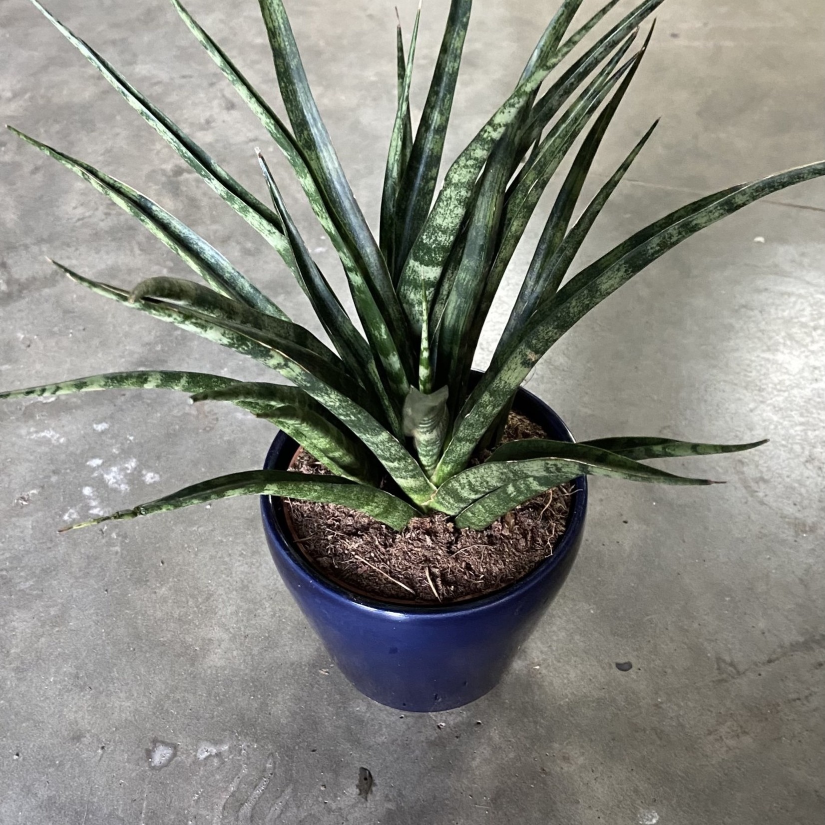 Sansevieria Fernwood Mikado