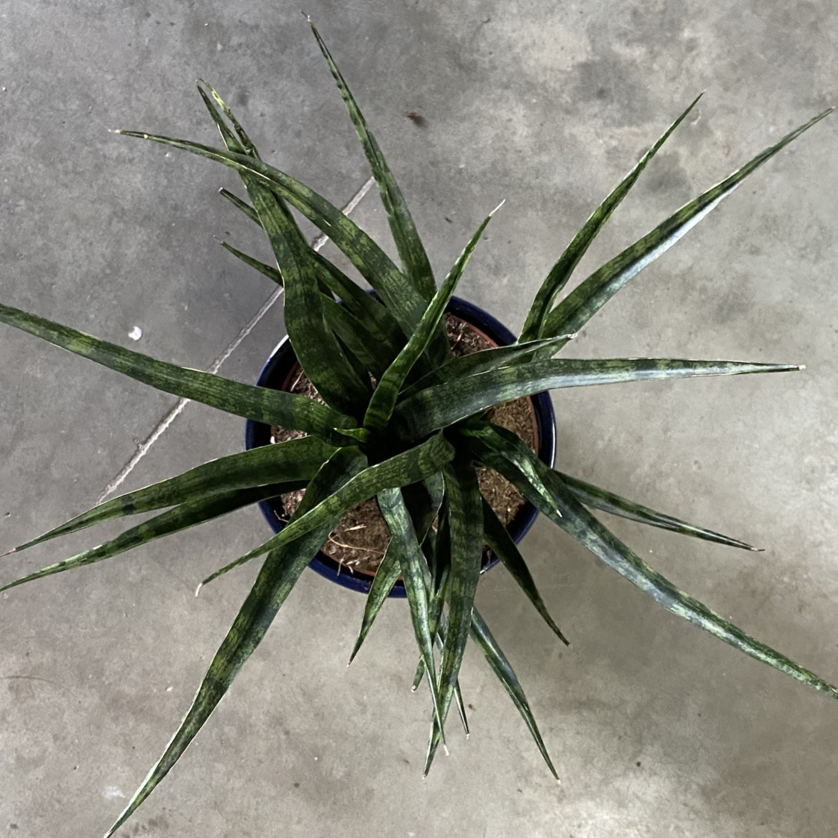 Sansevieria Fernwood Mikado