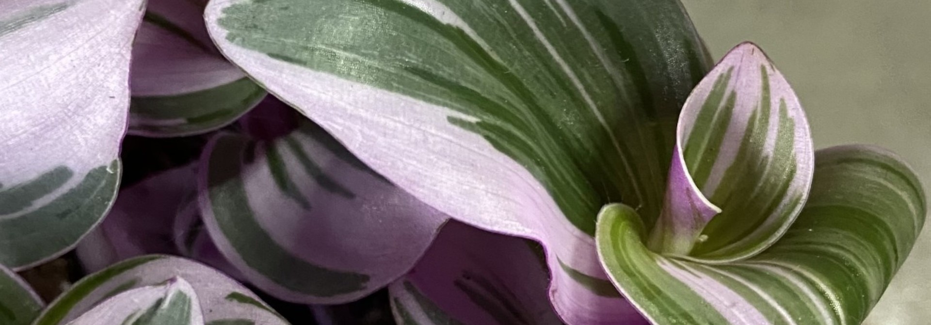 Tradescantia "Nanouk" -TN