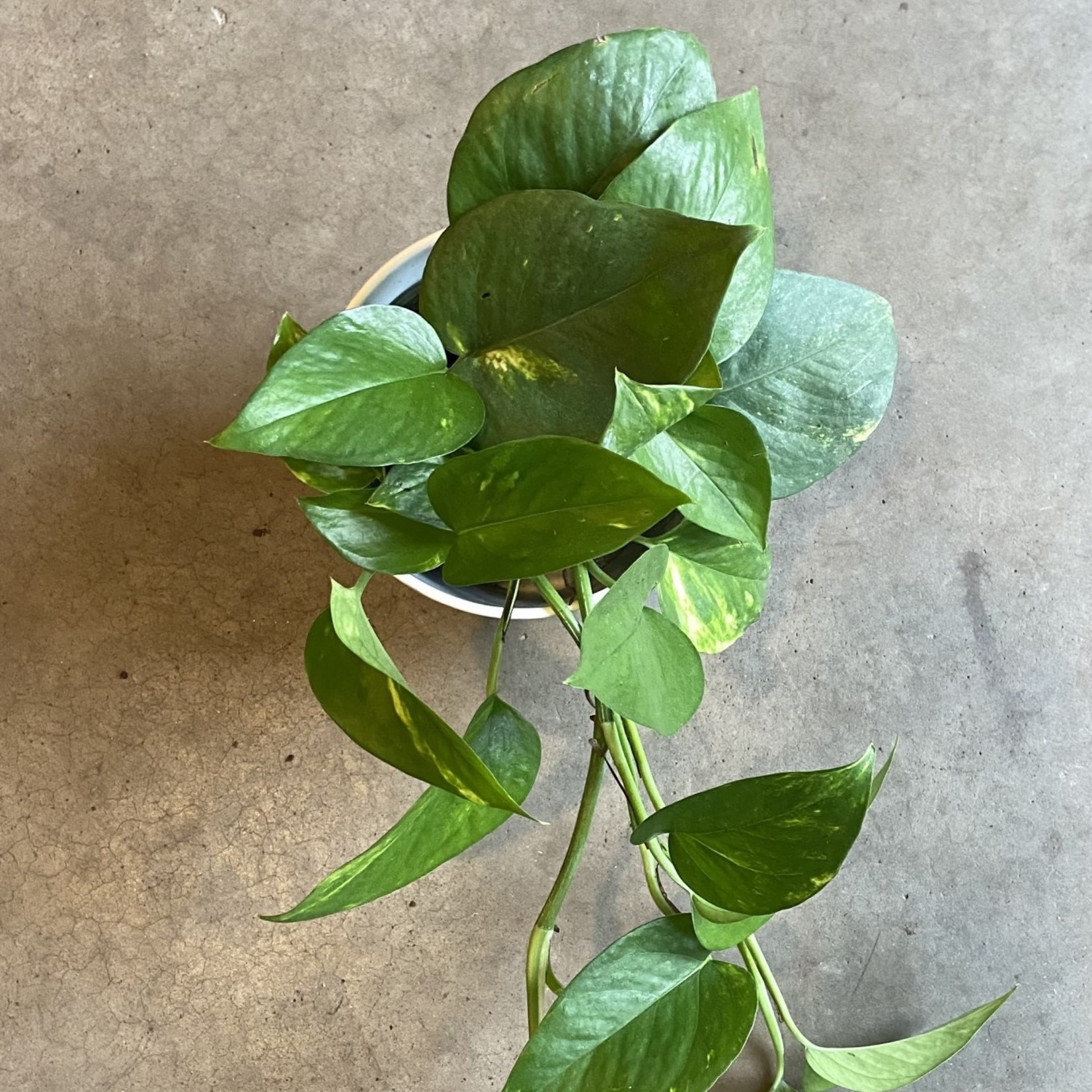 Pothos Golden