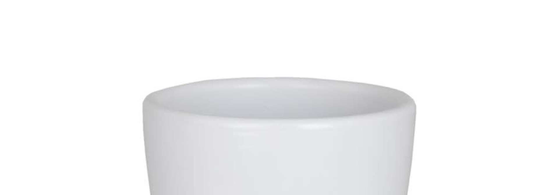 Nubia Cactus Blanc (Pot)