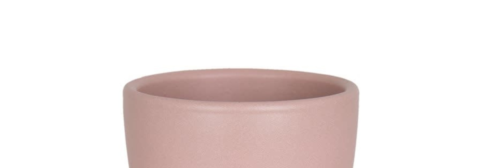 Nubia Cactus rose pâle (Pot)