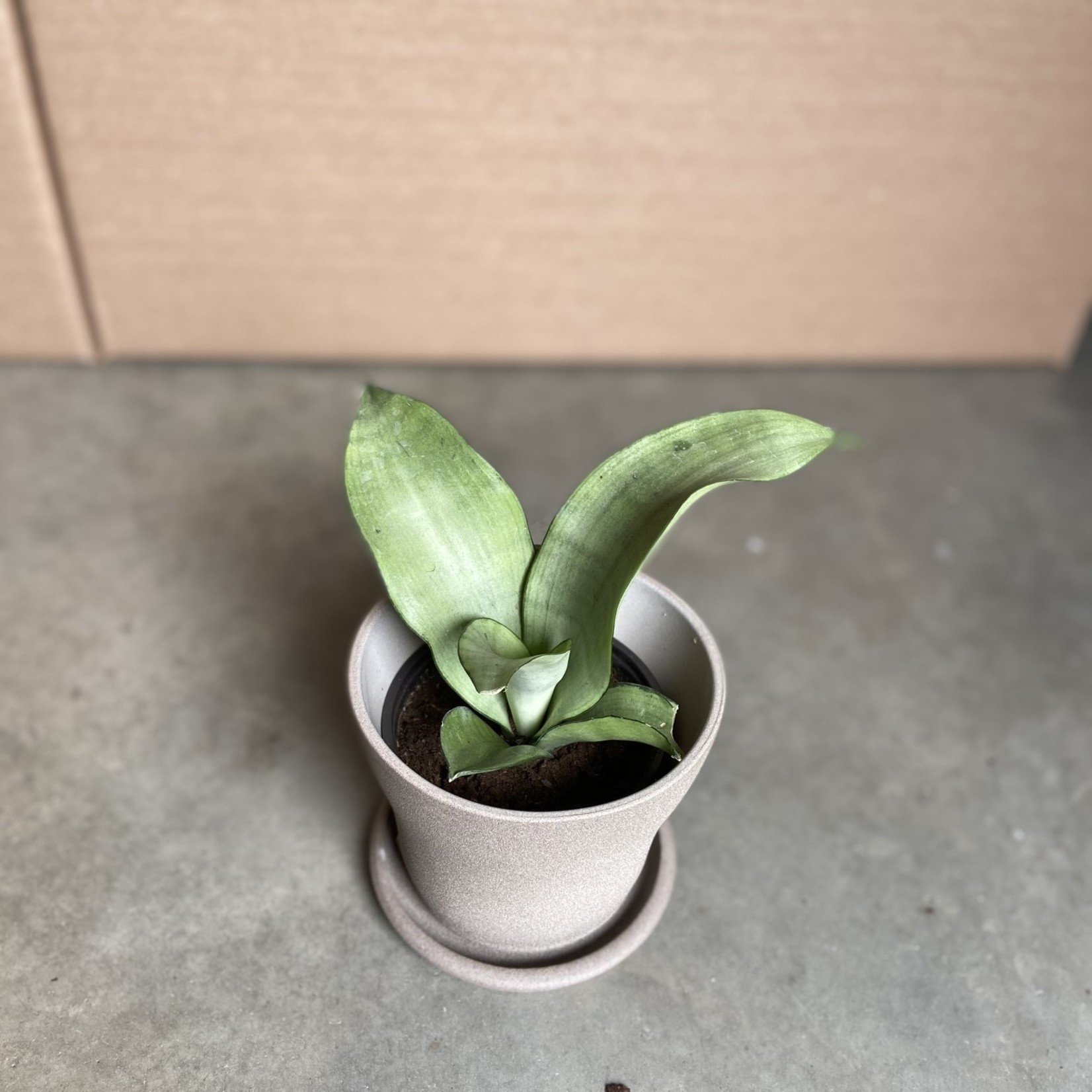 Sansevieria "Moonshine"