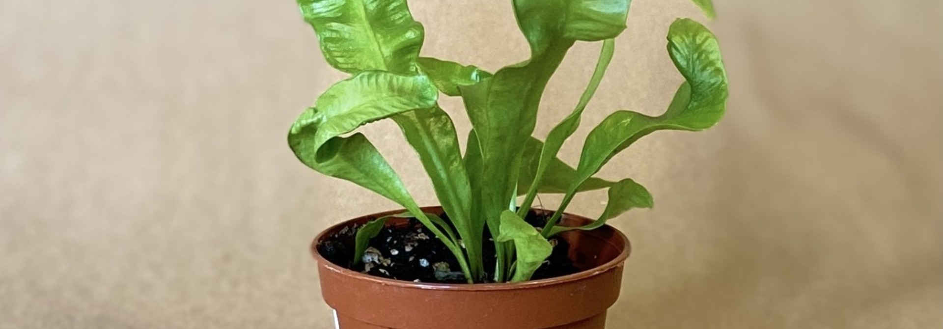 Asplenium " crispy wave "