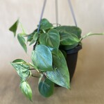 Philodendron cordatum