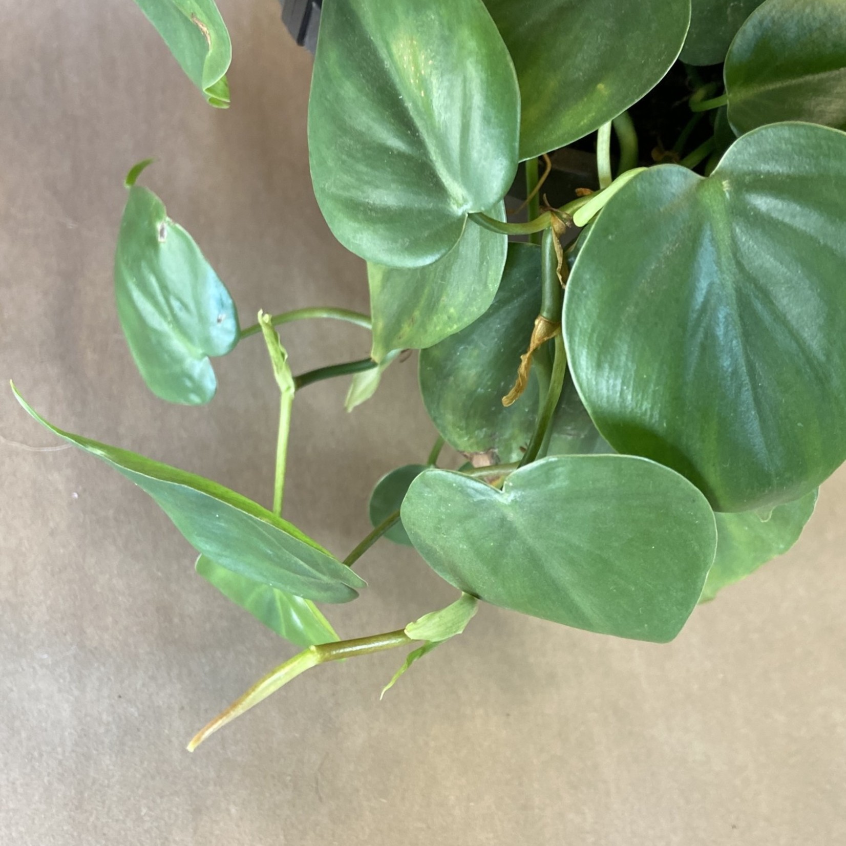 Philodendron cordatum