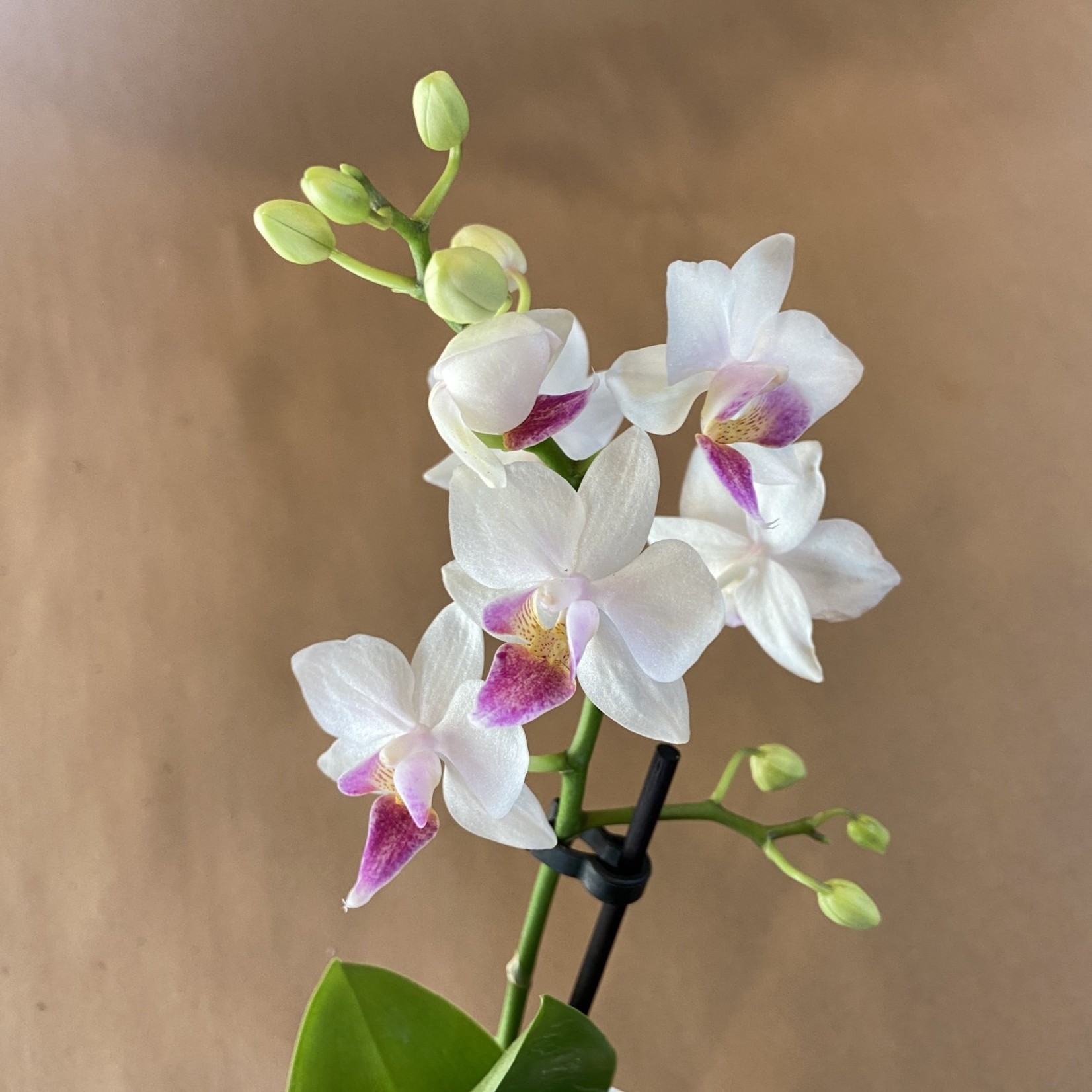 Mini orchidée - Maison Forêt