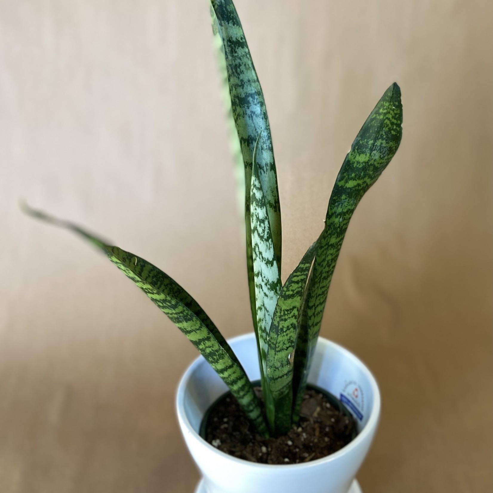 Sansevieria Zeyanica