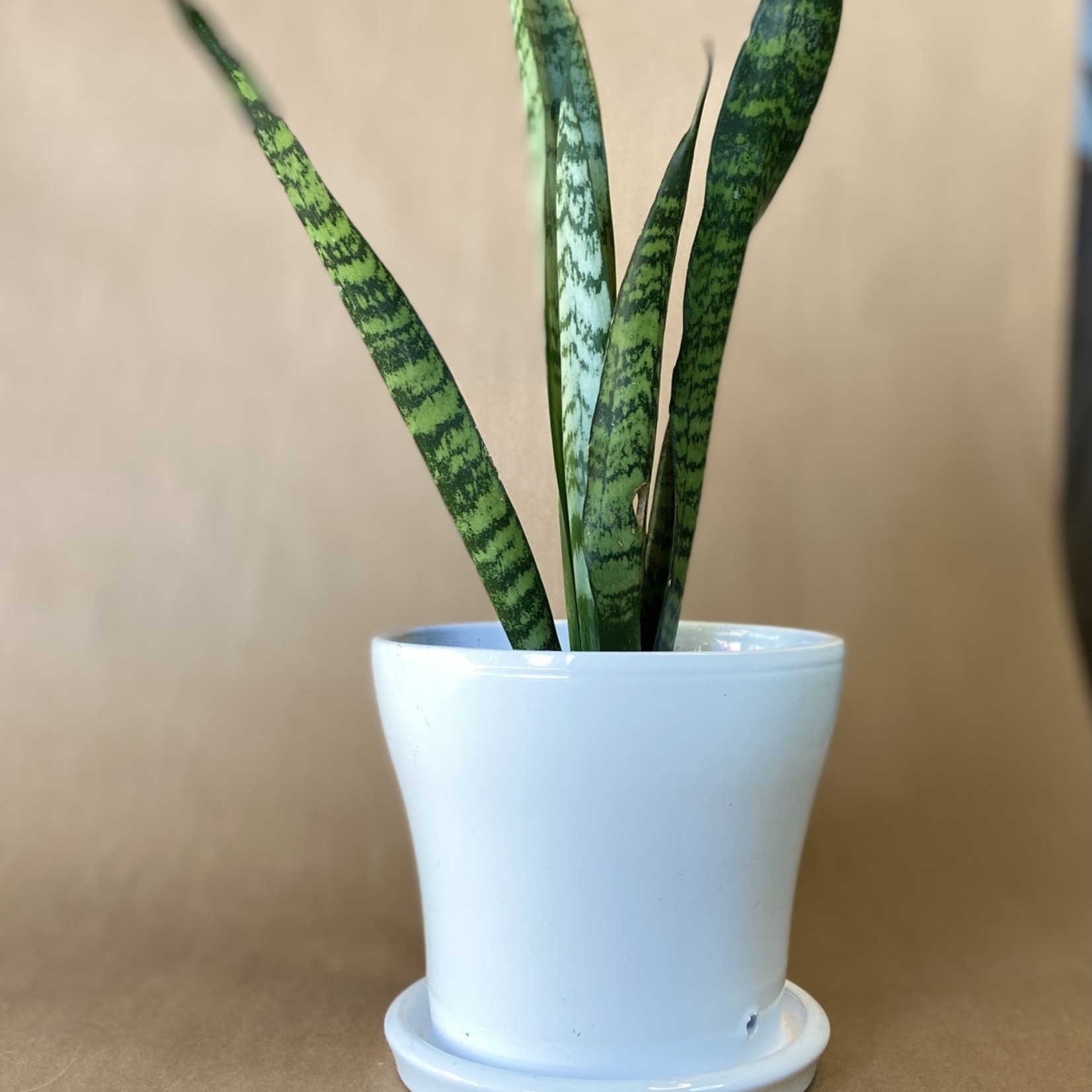 Sansevieria Zeyanica