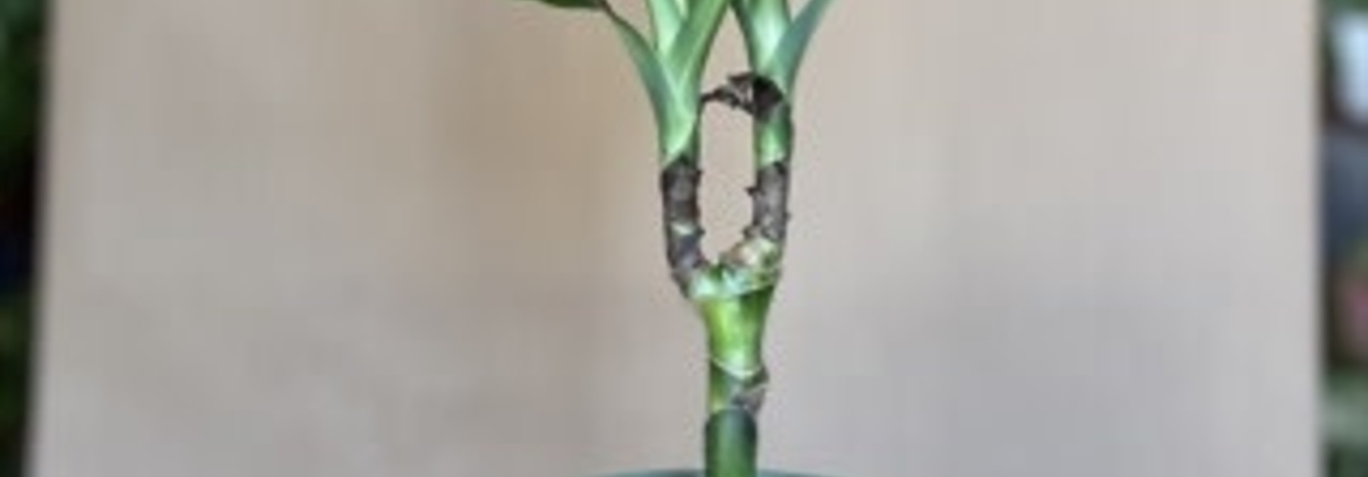 Dracena Cintho 5po - dc