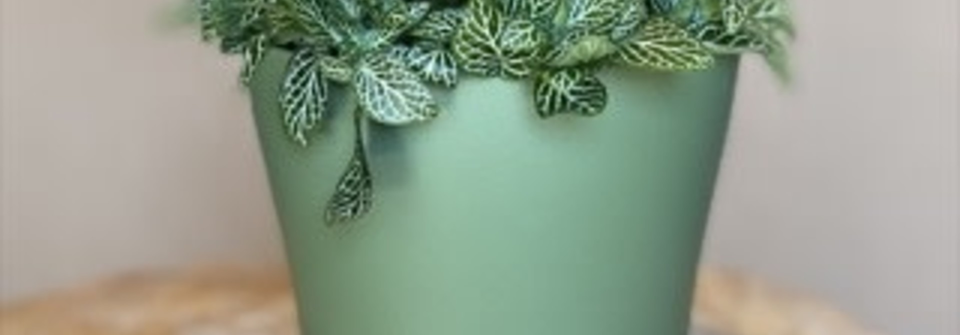 Fittonia 5po