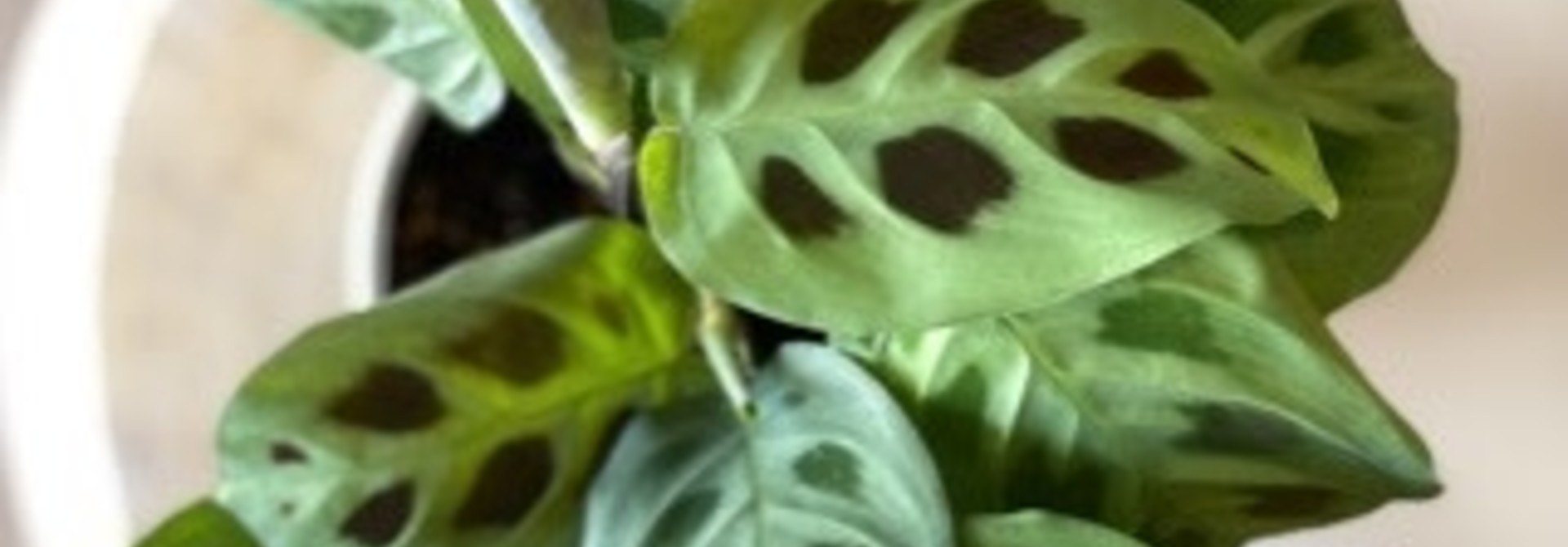 Marantha kerchoviana 5 po - MK