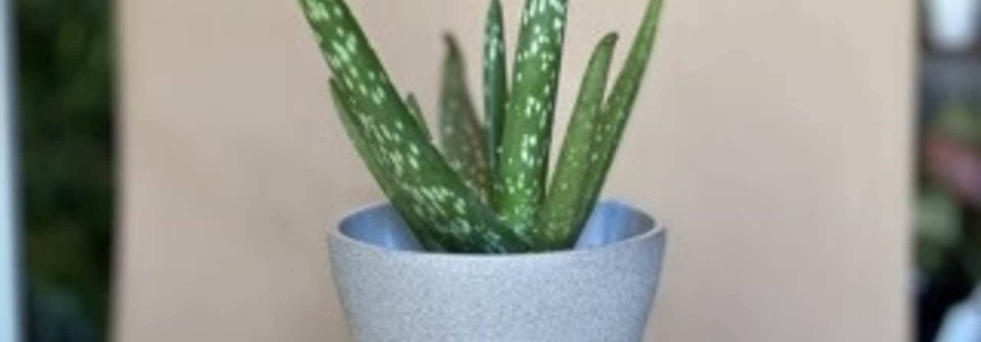 Aloes Babrbadensis