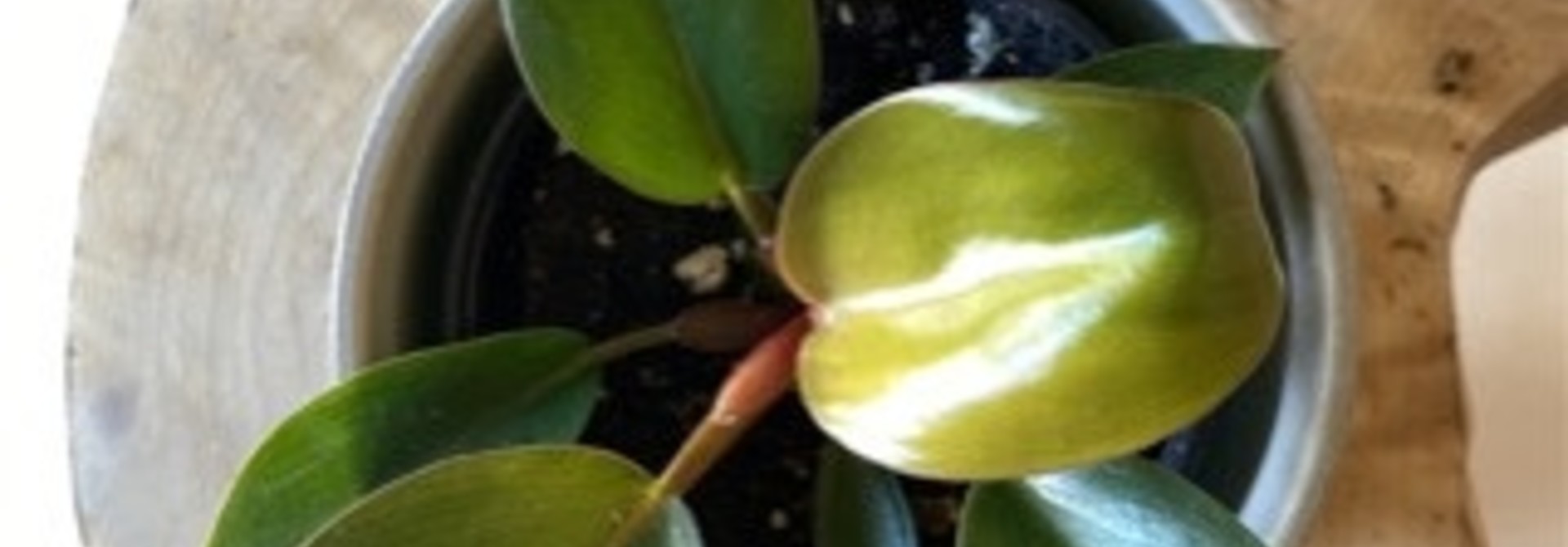 Philodendron rojo congo 4po